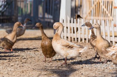 Çiftlik, Tayland'da Tarım geleneksel ördekler