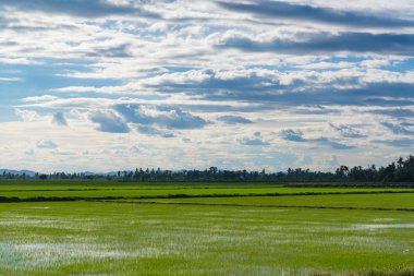 alan yeşil çim mavi gökyüzü bulut Clear peyzaj adam pilav