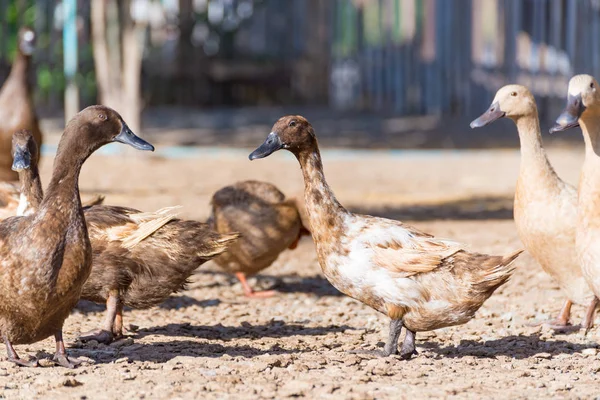 Patos en la granja, la agricultura tradicional en Tailandia — Foto de Stock