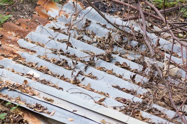 Сухие листья застряли на крыше из оцинкованного листа ржавчины — стоковое фото