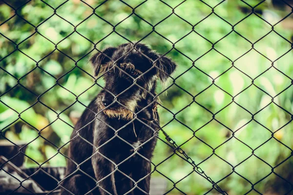 Zwarte agressieve hond in de kooi. — Stockfoto