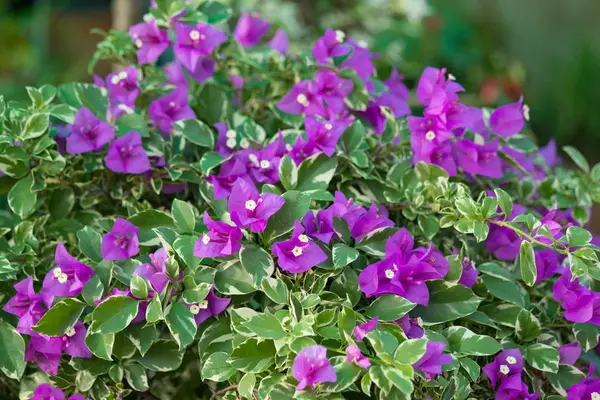 Bougainvillier violet fleur ou papier fleur avec des feuilles dans le g — Photo