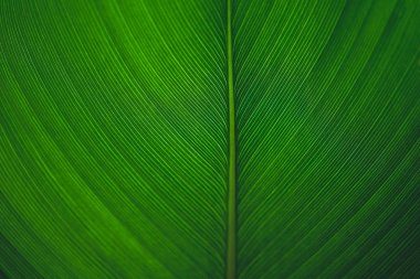 Closeup makro yaprak yeşil doku.