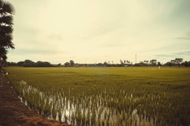 Pirinç Filiz pirinç alan içinde. Fidan yeşil arka plan pirinç