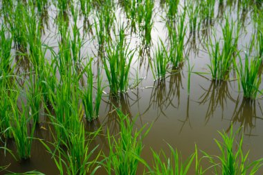 Pirinç Filiz pirinç alan içinde. Fidan yeşil arka plan pirinç