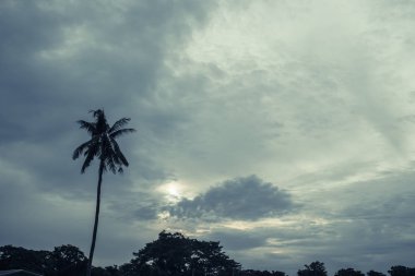 Ağaçlarının Silhouettes. Güzel günbatımı gökyüzü, renk ve koyu t