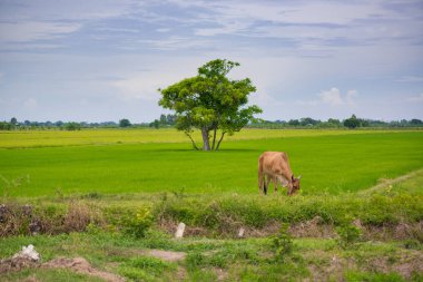 Pirinç alan mavi gökyüzü, rura ile yemek çimen ya da pirinç saman inek