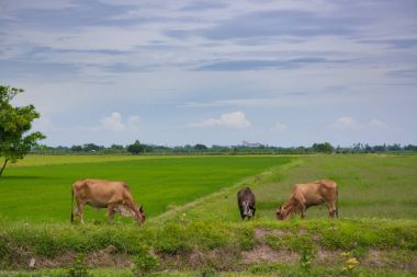 Pirinç alan mavi gökyüzü, rura ile yemek çimen ya da pirinç saman inek