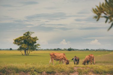 Pirinç alan mavi gökyüzü, rura ile yemek çimen ya da pirinç saman inek