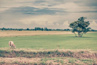 Pirinç alan mavi gökyüzü, rura ile yemek çimen ya da pirinç saman inek