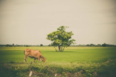 Pirinç alan mavi gökyüzü, rura ile yemek çimen ya da pirinç saman inek