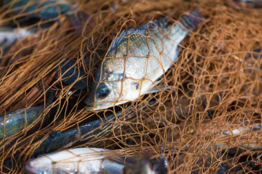 Balık Balık ağı. hayvan