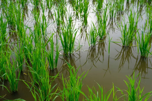 Pirinç Filiz pirinç alan içinde. Fidan yeşil arka plan pirinç