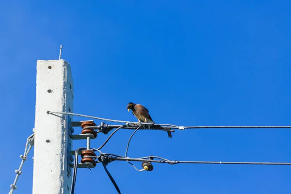 Pájaro encaramado en cables eléctricos con cielo azul . — Foto de Stock