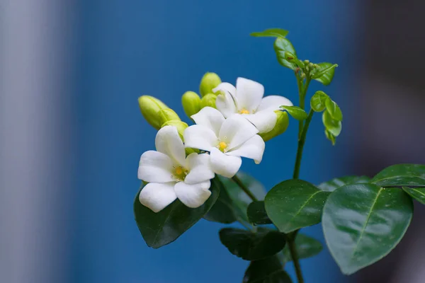 Flor branca de Laranja Jessamine, madeira de cetim, Murraya exotica tr — Fotografia de Stock