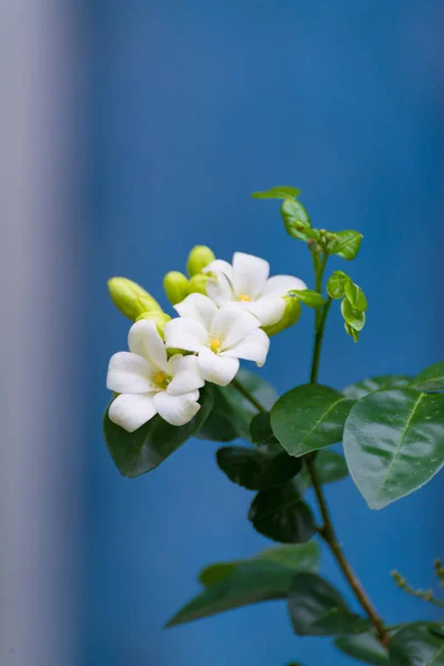 Fiore bianco di Arancio Jessamina, Legno di raso, Murraya exotica tr — Foto Stock