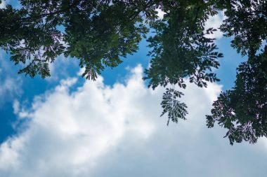 Ormandaki ağaçlar yukarıda gökyüzü. sığ dof