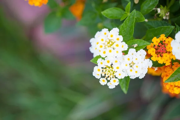 Tissu orange et jaune d'or, fleur de haie, fleur de Lantana wi — Photo