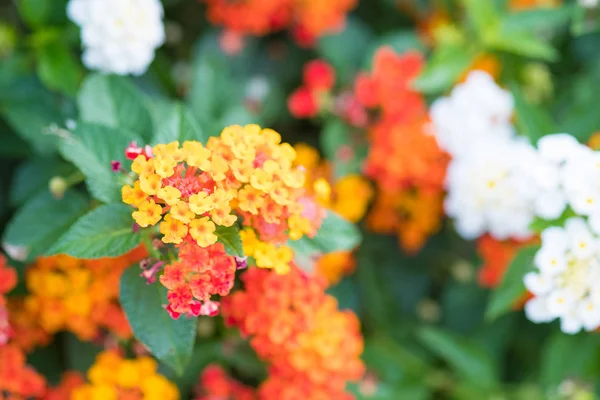 금, 헤 지 꽃, 란 타나의 오렌지와 노란색 천으로 꽃 wi — 스톡 사진