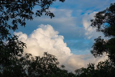 Ağaçlarının Silhouettes. Güzel günbatımı gökyüzü, renk ve koyu t