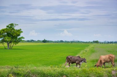 Pirinç alan mavi gökyüzü, rura ile yemek çimen ya da pirinç saman inek