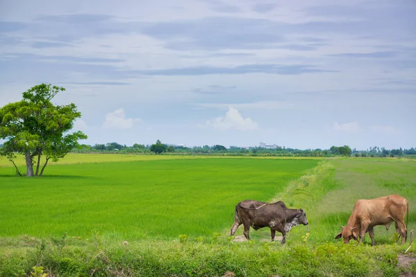 Pirinç alan mavi gökyüzü, rura ile yemek çimen ya da pirinç saman inek