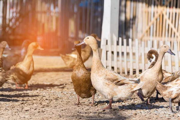 Çiftlik, Tayland'da Tarım geleneksel ördekler