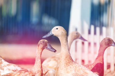 Çiftlik, Tayland'da Tarım geleneksel ördekler