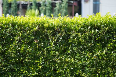 Yeşil duvar arka plan, duvardaki bitki yaprakları