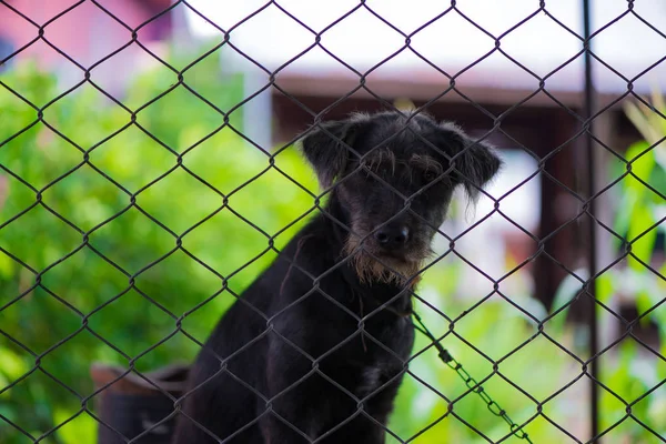 Zwarte agressieve hond in de kooi. — Stockfoto