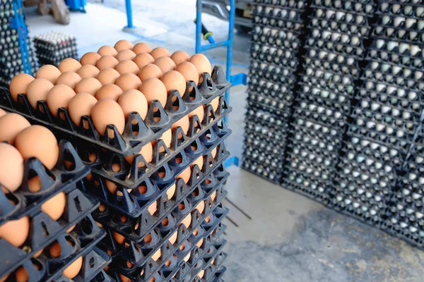 Eggs from hen farm in the package that preserved for sale.