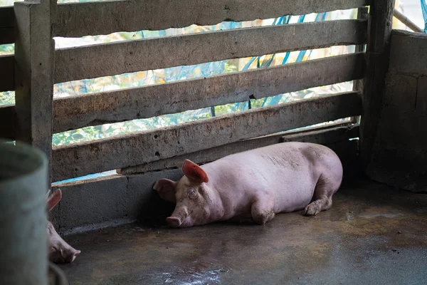 Group of pig sleeping eating in the farm. — Stock Photo, Image