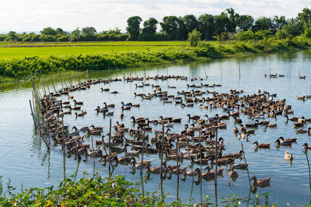 Duck in farm, eat and swimming in marsh
