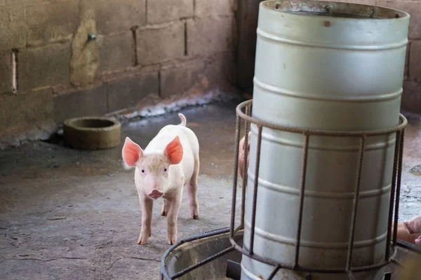 Group of pig sleeping eating in the farm. — Stock Photo, Image