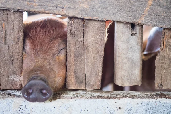 Group of pig sleeping eating in the farm. — Stock Photo, Image