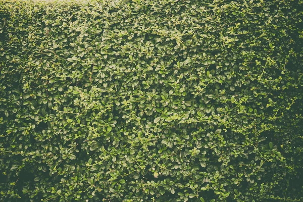 Yeşil duvar arka plan, duvardaki bitki yaprakları — Stok fotoğraf