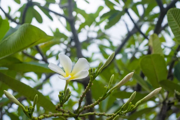 Beyaz, pembe ve sarı Plumeria, frangipani çiçekler, Pagoda tre