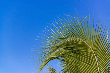 Hindistan cevizi ağacı ormanda yukarıda gökyüzü 