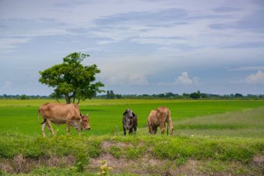 Pirinç alan mavi gökyüzü, rura ile yemek çimen ya da pirinç saman inek