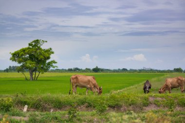 Pirinç alan mavi gökyüzü, rura ile yemek çimen ya da pirinç saman inek