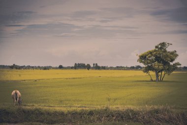 Pirinç alan mavi gökyüzü, rura ile yemek çimen ya da pirinç saman inek