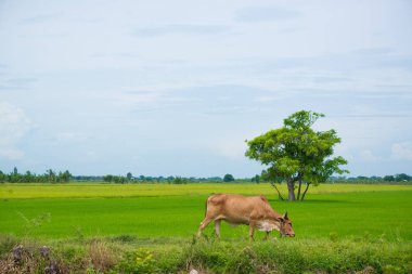 Pirinç alan mavi gökyüzü, rura ile yemek çimen ya da pirinç saman inek