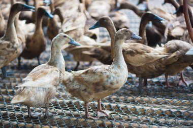 Ördekler çiftliğinde, Tayland'da Tarım geleneksel grup.