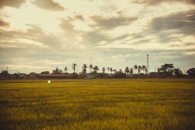 alan yeşil çim mavi gökyüzü bulut Clear peyzaj adam pilav