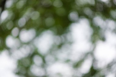 Bokeh daireler ile doğal yeşil arka plan.