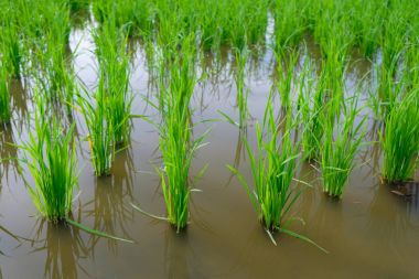 Pirinç Filiz pirinç alan içinde. Fidan yeşil arka plan pirinç