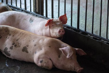 Grupta yemek uyku domuz grup.