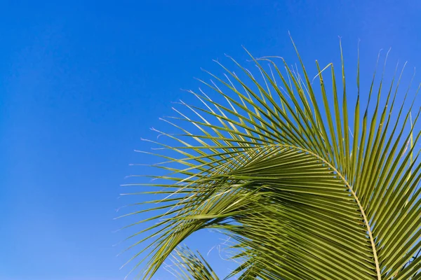 Hindistan cevizi ağacı ormanda yukarıda gökyüzü 