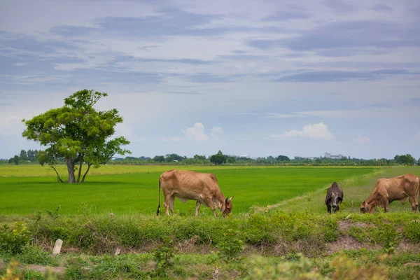 Pirinç alan mavi gökyüzü, rura ile yemek çimen ya da pirinç saman inek