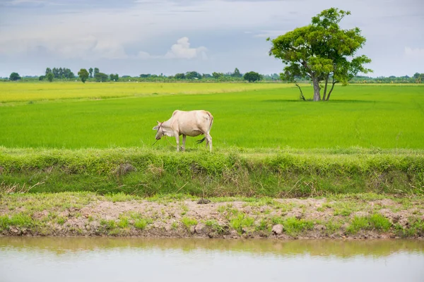 Vaca comiendo hierba o paja de arroz en el campo de arroz con cielo azul, rura —  Fotos de Stock